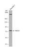 Acyl-CoA Synthetase Long Chain Family Member 4 antibody, NBP2-16400, Novus Biologicals, Western Blot image 