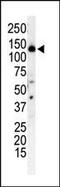 Phosphoinositide-3-Kinase Regulatory Subunit 4 antibody, PA1-30304, Invitrogen Antibodies, Western Blot image 