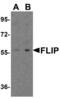 CASP8 And FADD Like Apoptosis Regulator antibody, 2423, QED Bioscience, Western Blot image 