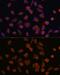 Mimitin, mitochondrial antibody, GTX66245, GeneTex, Immunocytochemistry image 