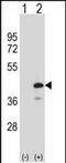 Protein Tyrosine Phosphatase Non-Receptor Type 18 antibody, PA5-48807, Invitrogen Antibodies, Western Blot image 