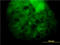 Mevalonate Diphosphate Decarboxylase antibody, LS-C197722, Lifespan Biosciences, Immunofluorescence image 