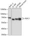 Paraspeckle Component 1 antibody, 23-811, ProSci, Western Blot image 
