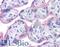 Insulin Receptor antibody, LS-B4691, Lifespan Biosciences, Immunohistochemistry paraffin image 