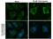 Autophagy Related 9B antibody, PA5-78672, Invitrogen Antibodies, Immunofluorescence image 
