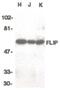 CASP8 And FADD Like Apoptosis Regulator antibody, PA5-19884, Invitrogen Antibodies, Western Blot image 