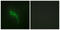 Collagen Type V Alpha 1 Chain antibody, LS-C119460, Lifespan Biosciences, Immunofluorescence image 