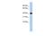 Ermin antibody, PA5-44502, Invitrogen Antibodies, Western Blot image 