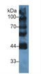 Ly1 Antibody Reactive antibody, LS-C295203, Lifespan Biosciences, Western Blot image 