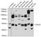 Cadherin Related 23 antibody, 19-497, ProSci, Western Blot image 