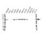 Heterogeneous Nuclear Ribonucleoprotein M antibody, VMA00260, Bio-Rad (formerly AbD Serotec) , Western Blot image 