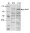 Bromodomain Containing 2 antibody, CI1097, Boster Biological Technology, Western Blot image 