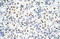 Heterogeneous Nuclear Ribonucleoprotein A3 antibody, orb324945, Biorbyt, Immunohistochemistry paraffin image 