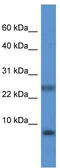 PRAC1 Small Nuclear Protein antibody, TA342982, Origene, Western Blot image 