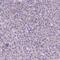 Neuronal Differentiation 4 antibody, PA5-64964, Invitrogen Antibodies, Immunohistochemistry paraffin image 