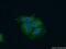 SH3 Domain Containing GRB2 Like, Endophilin B2 antibody, 15897-1-AP, Proteintech Group, Immunofluorescence image 