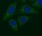 Neuregulin 1 antibody, FNab05856, FineTest, Immunofluorescence image 