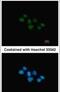 Nuclear receptor subfamily 1 group D member 1 antibody, PA5-28737, Invitrogen Antibodies, Immunofluorescence image 