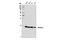 Stathmin 1 antibody, 13655S, Cell Signaling Technology, Western Blot image 