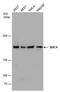 Structural Maintenance Of Chromosomes 4 antibody, PA5-40133, Invitrogen Antibodies, Western Blot image 