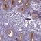 Carboxypeptidase M antibody, NBP1-87403, Novus Biologicals, Immunohistochemistry paraffin image 