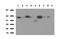 Programmed Cell Death 1 antibody, LS-C796950, Lifespan Biosciences, Western Blot image 