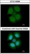 Nuclear RNA Export Factor 3 antibody, GTX116398, GeneTex, Immunofluorescence image 