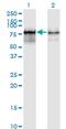 PWP1 Homolog, Endonuclein antibody, MA5-21268, Invitrogen Antibodies, Western Blot image 