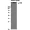 E1A Binding Protein P300 antibody, LS-C385280, Lifespan Biosciences, Western Blot image 