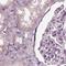 Opticin antibody, NBP1-85914, Novus Biologicals, Immunohistochemistry paraffin image 