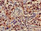 ATP Synthase F1 Subunit Delta antibody, CSB-PA00635A0Rb, Cusabio, Immunohistochemistry frozen image 
