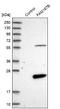 Family With Sequence Similarity 167 Member B antibody, NBP1-88321, Novus Biologicals, Western Blot image 