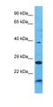 Family With Sequence Similarity 76 Member B antibody, orb325776, Biorbyt, Western Blot image 