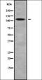 Unc-51 Like Autophagy Activating Kinase 2 antibody, orb338686, Biorbyt, Western Blot image 