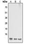 Dynein Light Chain LC8-Type 2 antibody, abx121473, Abbexa, Western Blot image 