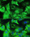 Ezrin antibody, 13-256, ProSci, Immunofluorescence image 