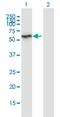 HSPB1 Associated Protein 1 antibody, H00079663-M02, Novus Biologicals, Western Blot image 