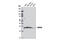 High Mobility Group Box 2 antibody, 11944S, Cell Signaling Technology, Western Blot image 