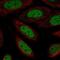 Zinc Finger And BTB Domain Containing 6 antibody, NBP2-57411, Novus Biologicals, Immunofluorescence image 