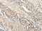 ADAM Metallopeptidase With Thrombospondin Type 1 Motif 2 antibody, CSB-PA801690, Cusabio, Immunohistochemistry frozen image 