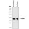 Prolactin antibody, AF1445, R&D Systems, Western Blot image 