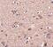 Secretory Carrier Membrane Protein 4 antibody, NBP2-81787, Novus Biologicals, Immunohistochemistry frozen image 