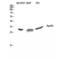 Apolipoprotein O Like antibody, LS-C382077, Lifespan Biosciences, Western Blot image 