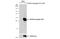 PYD And CARD Domain Containing antibody, GTX133581, GeneTex, Western Blot image 