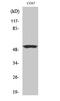 Cyclin A1 antibody, A03889-1, Boster Biological Technology, Western Blot image 