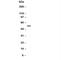 Cholinergic Receptor Nicotinic Alpha 1 Subunit antibody, R30303, NSJ Bioreagents, Western Blot image 