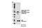 S-Phase Kinase Associated Protein 2 antibody, 14865S, Cell Signaling Technology, Western Blot image 