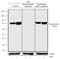 Ribosomal Protein S6 Kinase A1 antibody, 702266, Invitrogen Antibodies, Western Blot image 