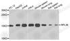 Ribosomal Protein L36 antibody, A7793, ABclonal Technology, Western Blot image 
