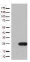 TRNA Splicing Endonuclease Subunit 15 antibody, TA812717, Origene, Western Blot image 